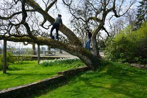 Schülerinen klettern auf einem Baum